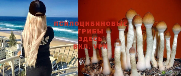 сатива Аркадак