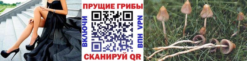 Галлюциногенные грибы Psilocybine cubensis продажа наркотиков Городище